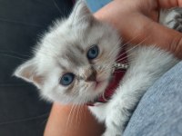 British shorthair lynx point