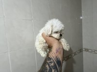 SIFIR NUMARA KORE MALTESE DİŞİ