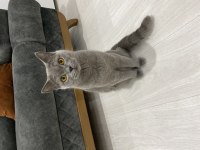British shorthair maya kıza yuva arıyorum