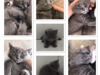 Yavrularıma yeni yuvasını arıyorum scottish fold