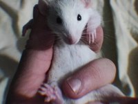 Bebek Gibi Rattus Farelerimiz