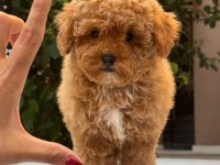 Maltipoo korean