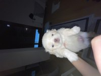 KENDİ PEKİNEZ KIZIMIN İLK DOĞUMU