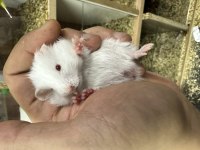 Yavru Uysal Suriye Hamster