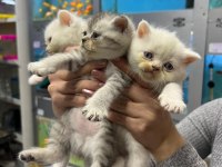 British shorthair erkek ve dişiler