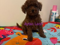 Babyface Erkek Toy Poodle