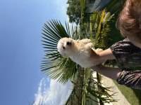 Maltese terrier yavrularımız