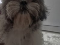 Shih-Tzu Yavrularımız