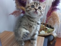 Golden black sağlıklı süper yavrular british shorthair