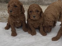 Güzelliğiyle Büyüleyen Red Brown Toy Poodle