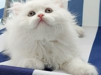 British Longhair kar beyaz prenses