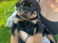 Harika Rottweiler Bebek Köpekler