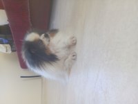 Mama parasına damızlık pomeranian