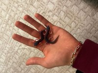 Black nghıt leopard gecko