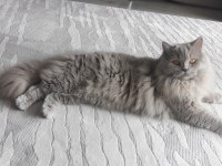 8 aylık lilac renkli erkek british longhair