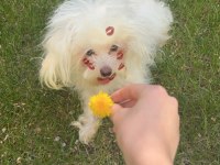 1 yaşında erkek Maltese terrier yeni yuvasını arıyor