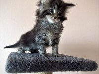 Black Smoke & NS22 MaineCoon yavrular