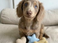 GÖZ KAMAŞTIRAN NADİR BULUNAN ISABELLA DACHSHUND LONGHAİR