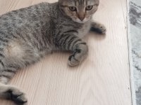 Canım dişi kedimize sıcacık bir yuva