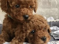 KOREA POODLE YAVRULARI ANKARA