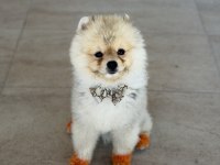 Pomeranian boo oğluma eş arıyorum