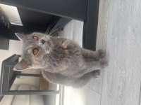 Ücretsiz gri british shorthair