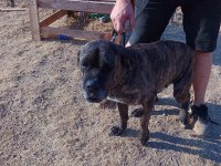 Ücretsiz Sahiplendirme Cane Corso