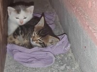 KEDİLERE ACİL YUVA ARANIYOR