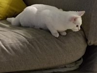 BEYAZ KEDİMİZ TEKİR