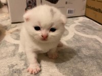 Safkan scottish fold yavrularımız yeni sahibini bekliyor