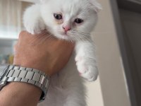 0-3 Aylık Scottish Fold