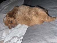 3 aylık yavru toy poodle