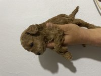 Orjinal toy poodle bebekler