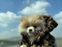 40 Günlük Pomeranian siyah ve beyaz