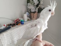 Albino Sultan Papağanı Yavru