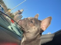 8 aylık french bulldog anatomisi harika lilac tan