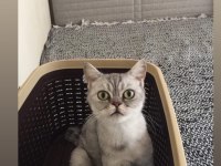 Fıstık Hamım British Shorthair