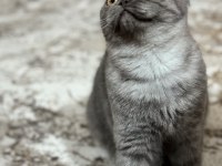 7 aylık scottish fold kedimiz sahiplendirilecek
