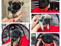 Rezerveye açık pug yavrular