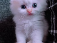 British longhair İstanbul içinde ulaşımını sağlıyorum