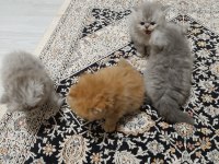 1 anne 2 yavru iran kedisi toplu veya tek