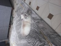 British shorthair blue point
