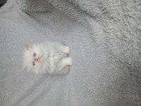 Yakışıklı erkek yavru kedimiz yeni yuvasını arıyor