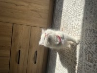 Oyuncu ve Sevecen Scottish Longhair Yavru