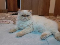 10 Aylık Safkan İran Kedisi