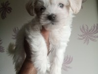 Terrier her renk uygun