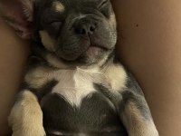 FRENCH BULLDOG BLUE TAN YAVRU