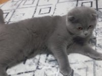 Scottish fold prensimize yuva