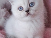 3 Yeni British Longhair Bebekler