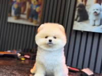 Dişi ve erkek pomeranian boo yavrularımız